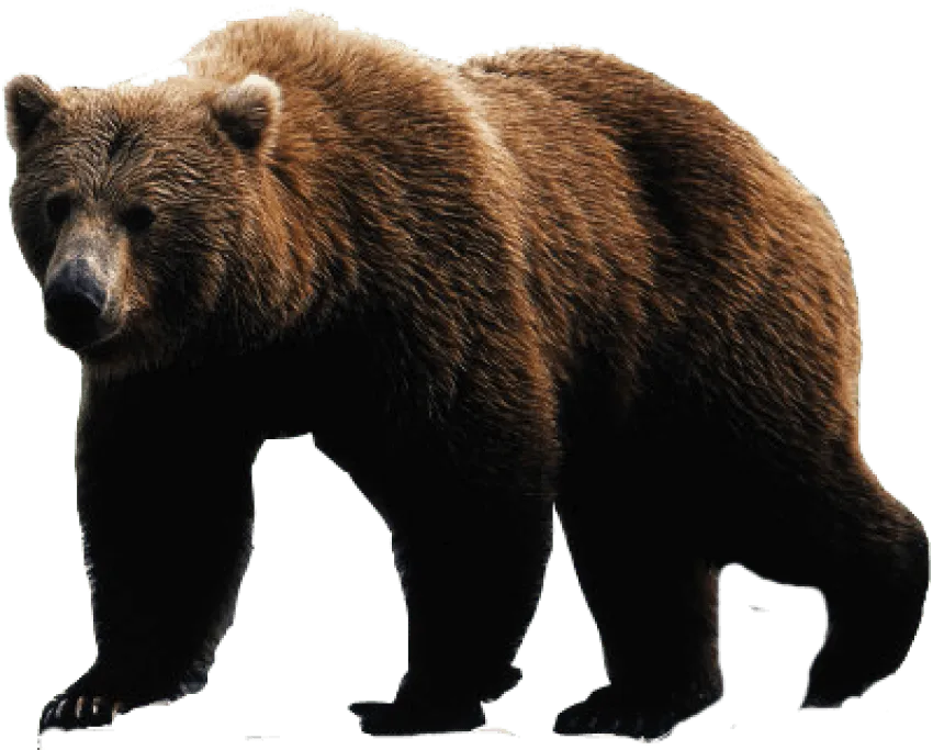 bear in forest, natural background, wildlife scenery png